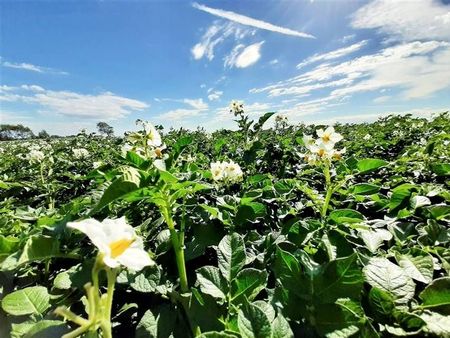 terrains agricoles occupés