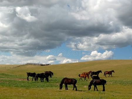 prairies . parcours chevaux