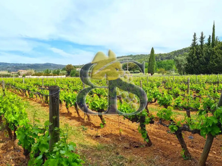 vignoble en vente à lorgues : propriété viticole de charme  au nord de la provence verte  