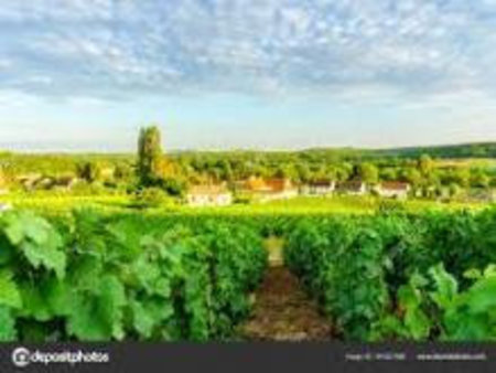 secteur clermont l'herault - propriete viticole bio