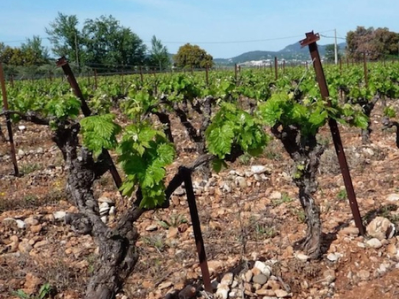 agricole / viticole - pezenas