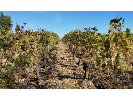vignoble en vente à lalande-de-pomerol : propriété et vignoble clef en main en aoc lalande
