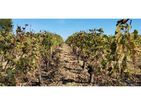 vignoble lalande-de-pomerol (33)