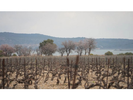 terrain en vente à la palme : domaine viticole en bordure des étangs . agriculture biologi