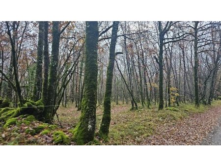 terrain boisé – forêt