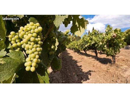 urgent : fermage viticole
