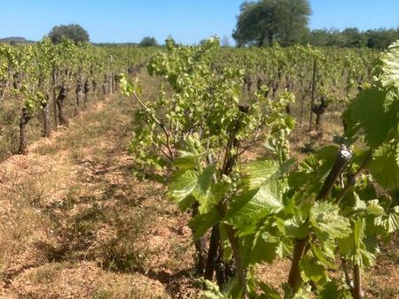 terrain agricole vigne