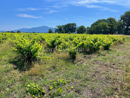 vinsobres  drôme provençale - 6 hectares de vigne en aoc vin