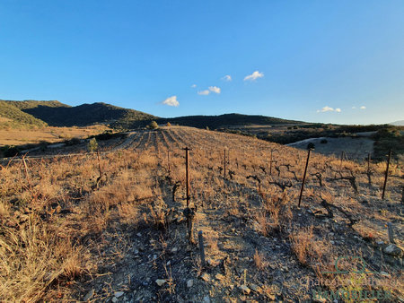 terrain agricoles - vignes