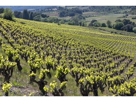 propriété viticole 30 hectares st chinian situation : au coeur de l'appellation aop st chi