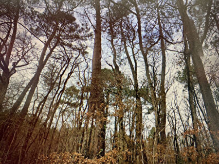 forêt proche châtellerault 33 5 hectares