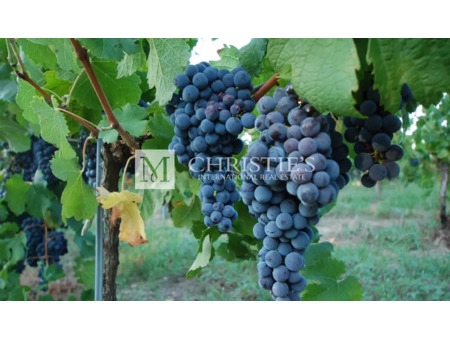 vignoble en vente à plassac : propriété viticole de 15 hectares dont 12 hectares de vignes