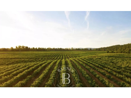 vignoble en vente à saint-yzans-de-médoc : 11.7 hectares de vigne bien exposés (appellatio