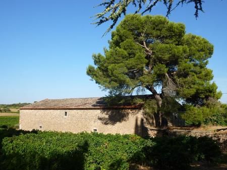 domaine viticole 40 hectares chai de vinification  maison