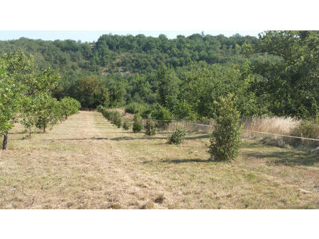 parcelle de 13 000 m² plantée de chênes truffiers et boisée