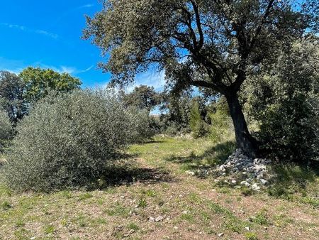 terrain avec oliviers