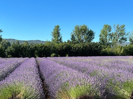 dpt vaucluse (84)  à vendre campagne de gordes propriété de près de 530 m2 en pierre avec 