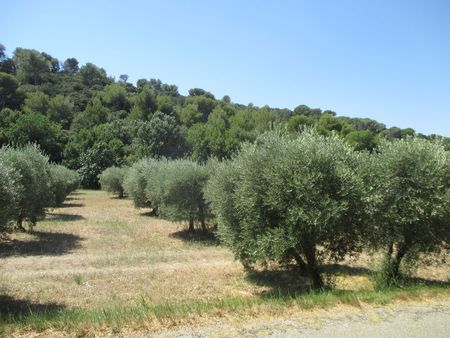 oliveraie 68 pieds en aop sur mouriès
