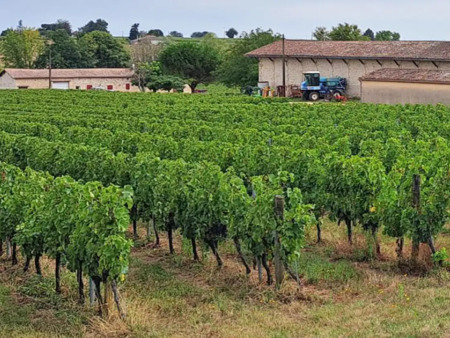 vignoble en vente à castillon-la-bataille : propriété viticole  maison et gîte zone aoc bo