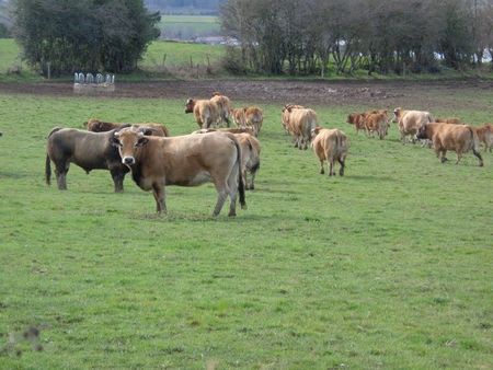 ferme bovine 109 ha en location avec option d'achat
