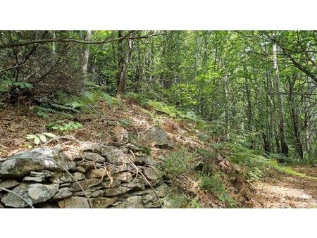6 7 hectares bois feuillus taillis nc aveyron aysennes 12430 pentu accessible