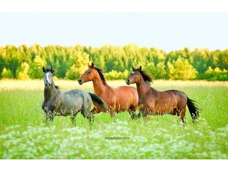 loue pâture prairie chevaux