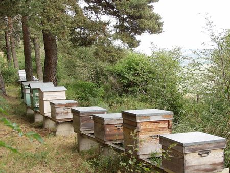 forêt naurelle à louer dans l'yonne idéal apiculteur