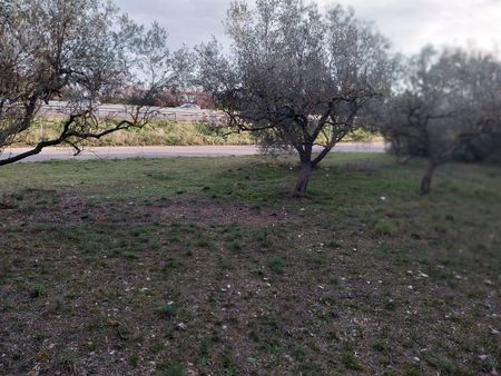 terrain d'olive 636 m2