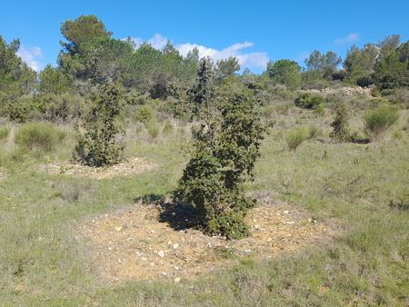 terrain chênes truffiers