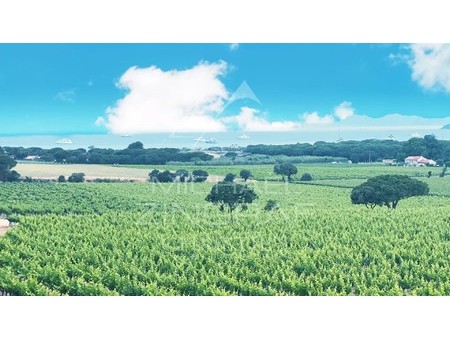 off-market- a major vineyard estate  toulon  pr 83000 vineyard for sale