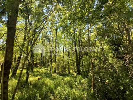 forêt 2 855 m² verdun en lauragais