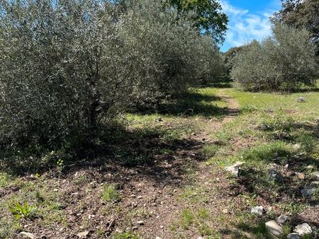terrain oliviers
