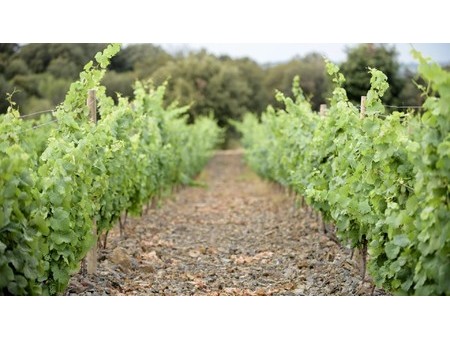 a vineyard estate in the faugères appellation  faugeres  la 34600 sale vineyard