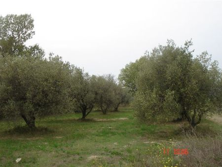 beau terrain avec oliviers -gard