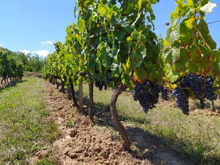 vignes bio aoc cahors