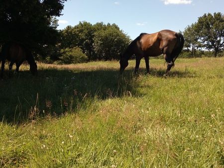 prairies pour chevaux