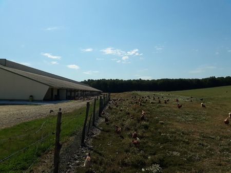 vend bâtiment poules pondeuses plein air