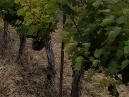 loue 1 hectare de vignes en cabernet sauvignon 35 ans d'age
