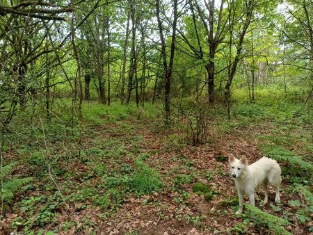 lot de 7 hectares de forêt avec point d’eau alimenté par une source