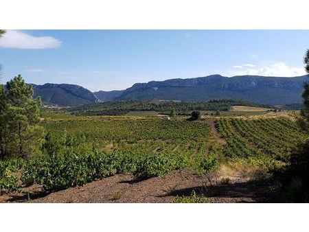 magnifiques parcelles de vignes très bien entretenue et productive sur saint-paul de fenou