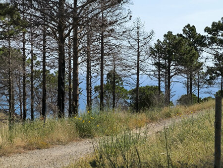 terrain agricole exceptionnel de 29 830 m2 à cerbère