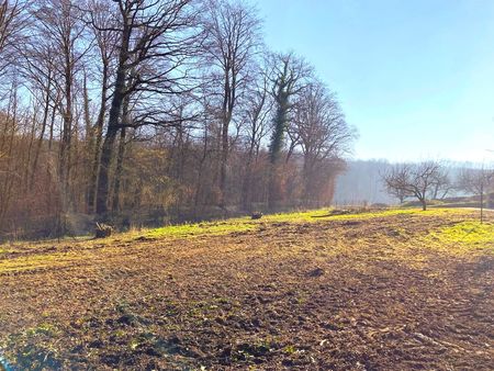 terrain de construction en bordure de forêt