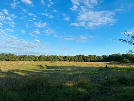 pré prairie pâture chevaux