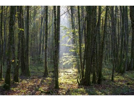 forêt 16 734 m² abondant