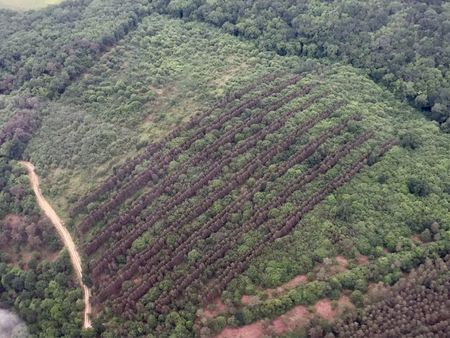 plantation de pins - 8 hectares