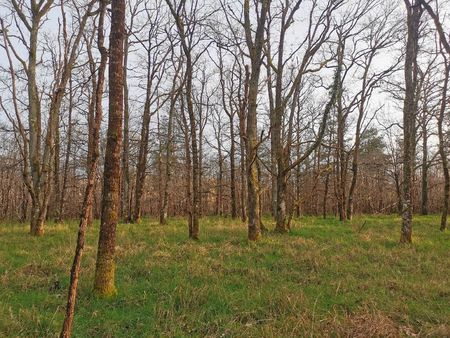 terrain parcelle de bois principalement que du chênes