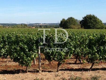 vignes en production aoc chateaumeillant