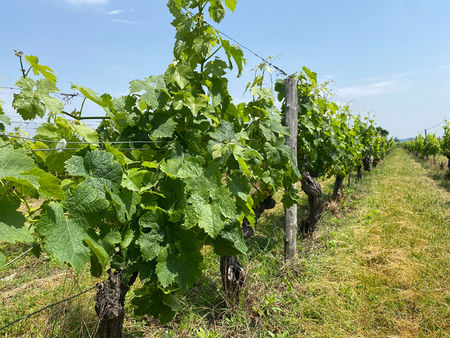 propriété viticole de 3 hectares  08 ares et 06 centiares située dans l'appellation saint-