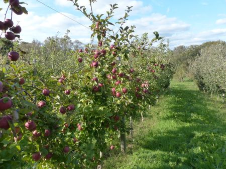 terrain agricole 7ha guidel