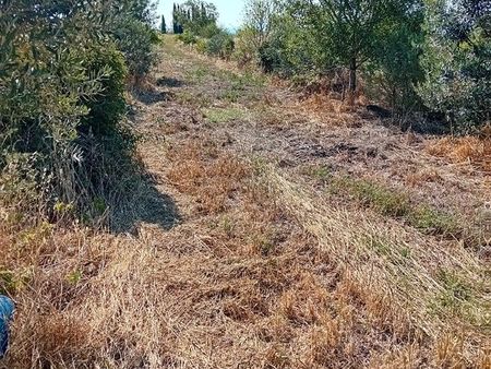 verger en agroforesterie et terres agricoles